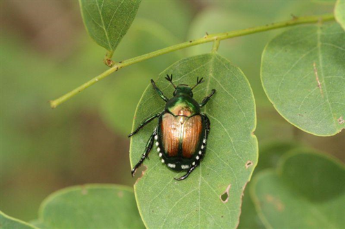 Popillia japonica - informativa